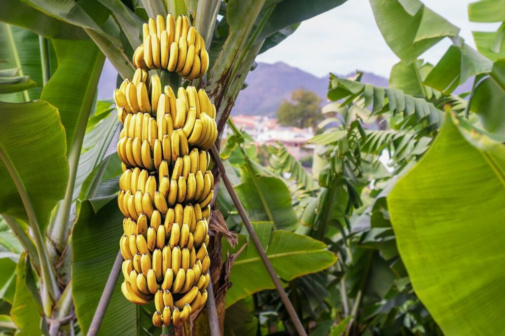 Cara Meminjam Modal Usaha Kebun Pisang Di Bank 2024